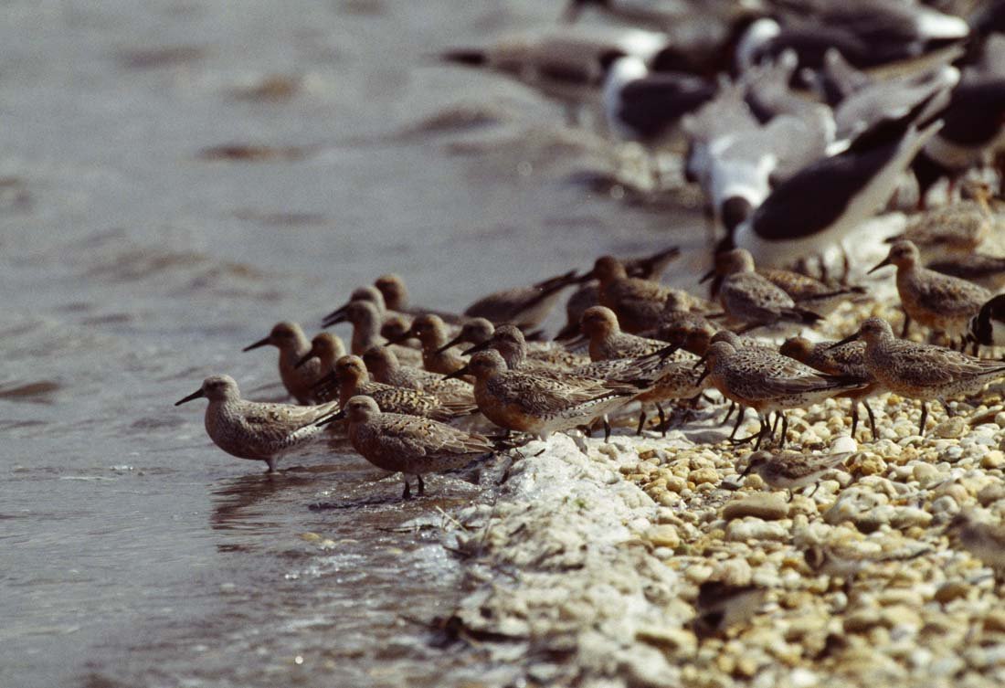 KNOT (RED): Calidris canutus, Arctic, Circumpolar. This is a unique, original, one-of-a-kind photograph. It is printed from a negative from the Roger Tory Peterson Estate taken by Roger Tory Peterson himself, bea