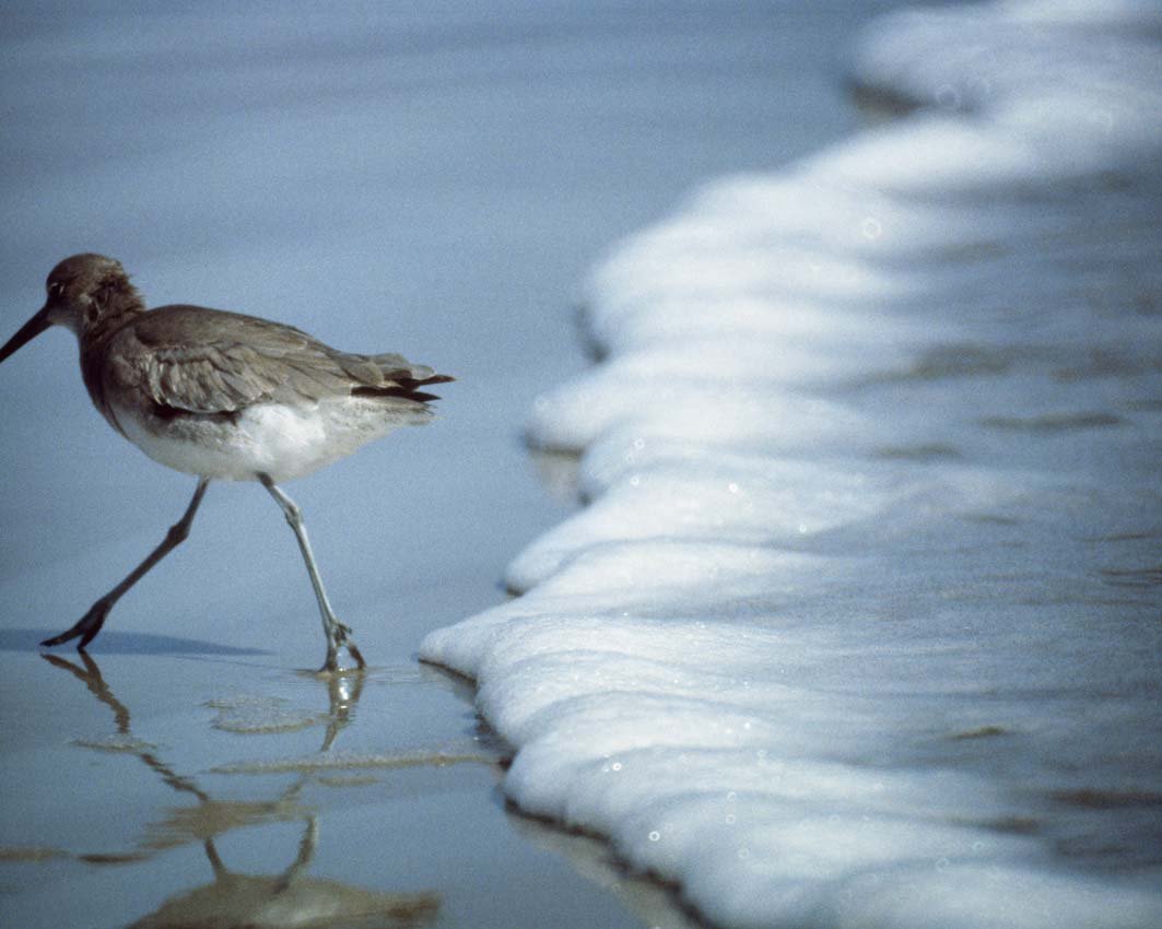 WILLET: Catoptrophorus semipalmatus, Eastern Canada to Eastern US. This is a unique, original, one-of-a-kind photograph. It is printed from a negative from the Roger Tory Peterson Estate taken by Roger Tory P
