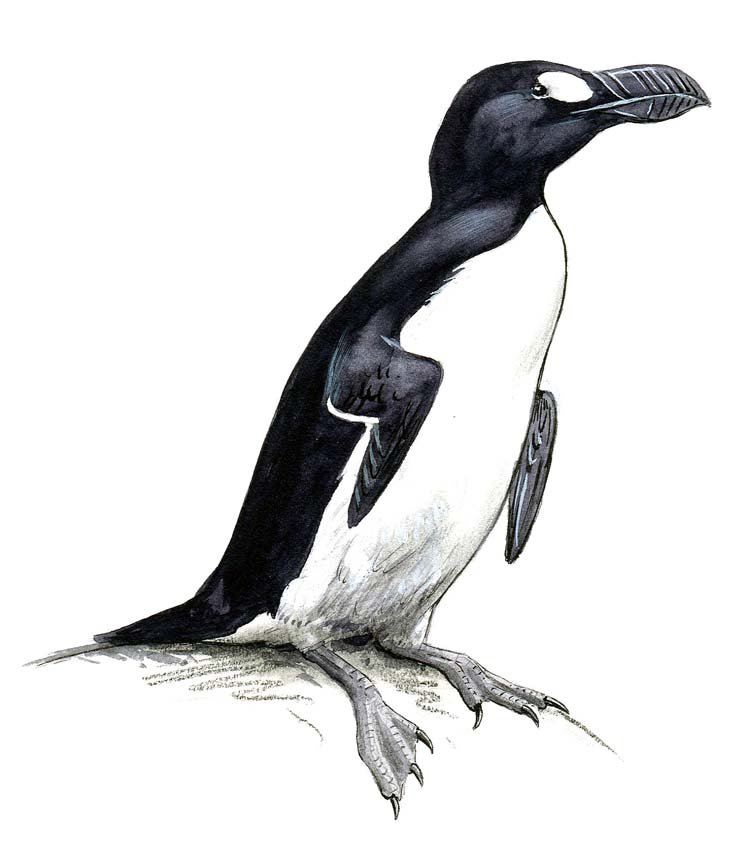 Penguins, Great Auk, Seal: Ink and gouache on board with overlay, pencil on paper, six works: one page: 18, and five preparatory sketches, Penguins, 1979. 4 x 5 inches Provenance: Estate of Roger Tory Peterson and Virginia Mari