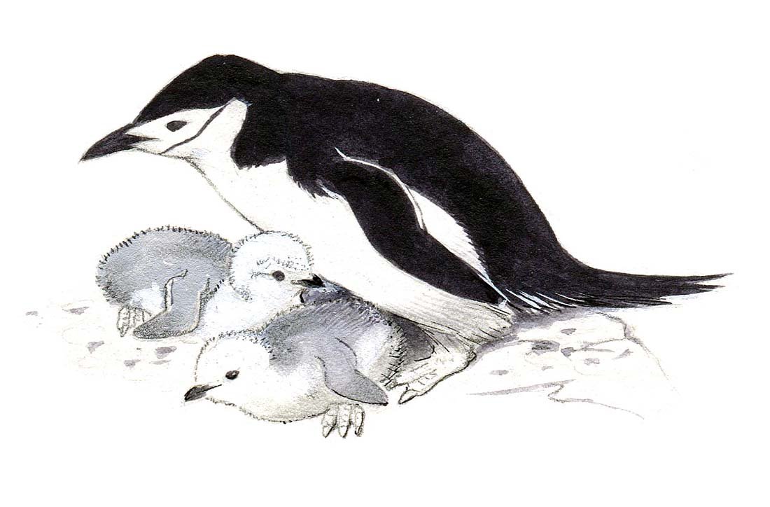 Chinstrap Penguins, Chicks: Ink and gouache on board, two works: one page: 61, and one preparatory sketch, Penguins, 1979. 4 x 5 inches Provenance: Estate of Roger Tory Peterson and Virginia Marie Peterson.