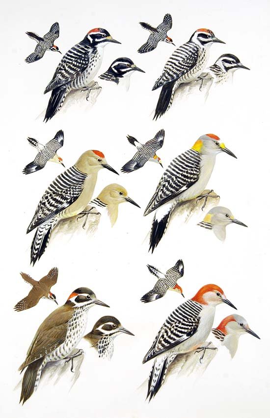 Woodpeckers: Gouache, watercolor, pencil and ink on board with overlay, page 229, Field Guide to Western Birds, 1990. 17 3/4 x 10 3/4 inches Provenance: Estate of Roger Tory Peterson and Virginia Marie Peterson.