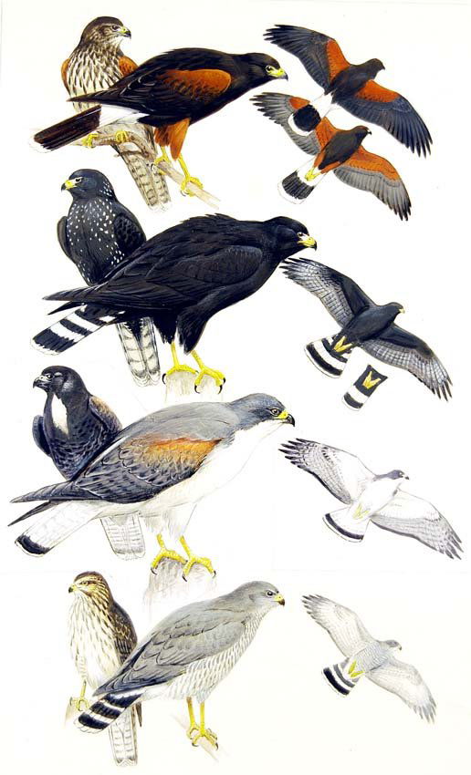 Buteos, Southwest Specialties: Gouache, watercolor, pencil and ink on board with overlay, page 179 in Field Guide to Western Birds, 1990. Also page 105 in Field Guide to the Birds of Eastern and Central North America, 2002. 15 x 9