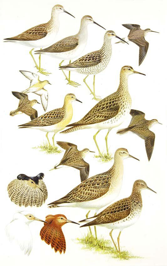 Sandpipers, Ruff: Gouache, watercolor, pencil and ink on board with overlay, Field Guide to Western Birds, 1990. Also page 155 in Field Guide to the Birds of Eastern and Central North America, 2002. 17 3/4 x 10 3/4 inc