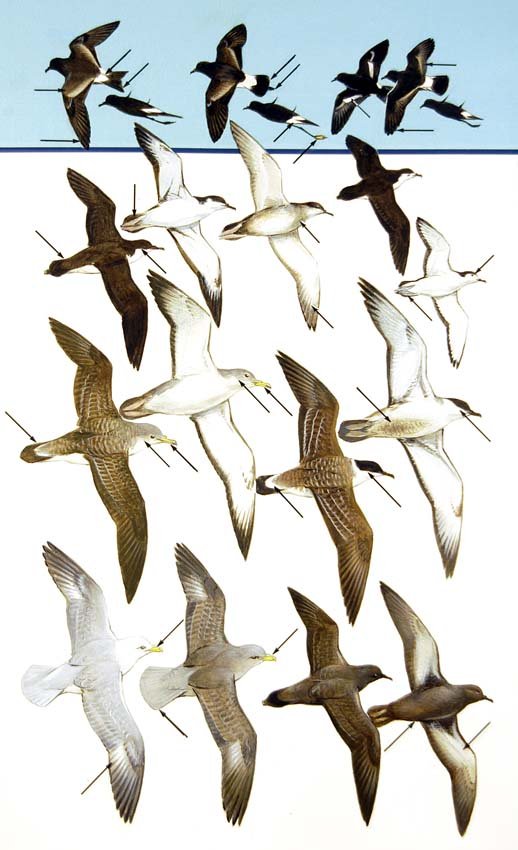 Storm Petrels, Shearwaters: Gouache, watercolor, pencil and ink on board with overlay, plate 3 in Field Guide to Birds of Britain and Europe, 1993. 15 x 9 inches Provenance: Estate of Roger Tory Peterson and Virginia Marie Peter