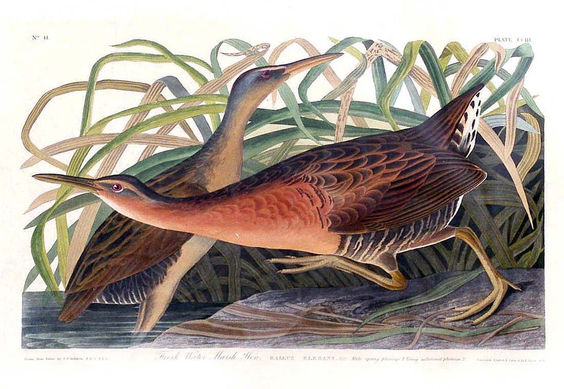 Freshwater Marsh Hen Plate 203: John James Audubon (1785-1851) Plate prepared (1834) , printed and colored by Robert Havell Jr. (1793- 1898) Plate dimension format: small; paper dimension: 26 x 38 inches. Text above image: "No. 41",
