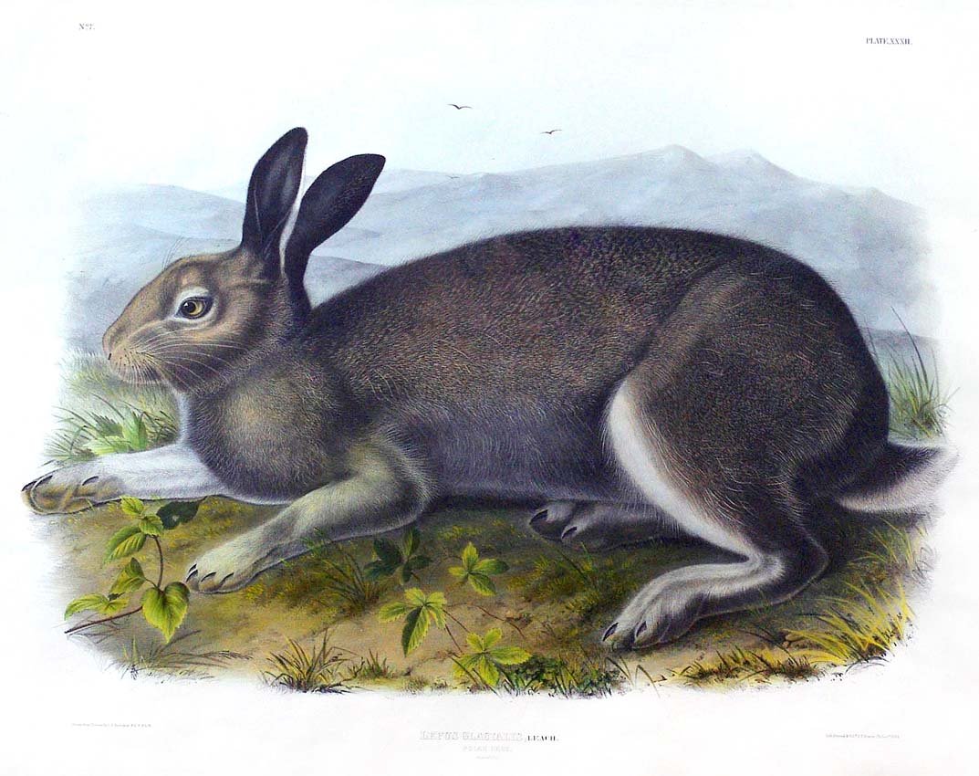 Polar Hare, Plate 32: John James Audubon (1785-1851) and John Bachman (1790-1874) Viviparous Quadrupeds of North America, First Imperial Folio Edition, paper dimensions: 21 x 27 inches. Text above image: "No. 68", left and