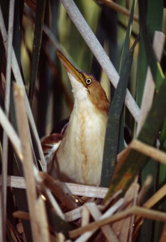 LEAST BITTERN: Ixobrychus exilis, N. America to S. America. This is a unique, original, one-of-a-kind photograph. It is printed from a negative from the Roger Tory Peterson Estate taken by Roger Tory Peterson himsel