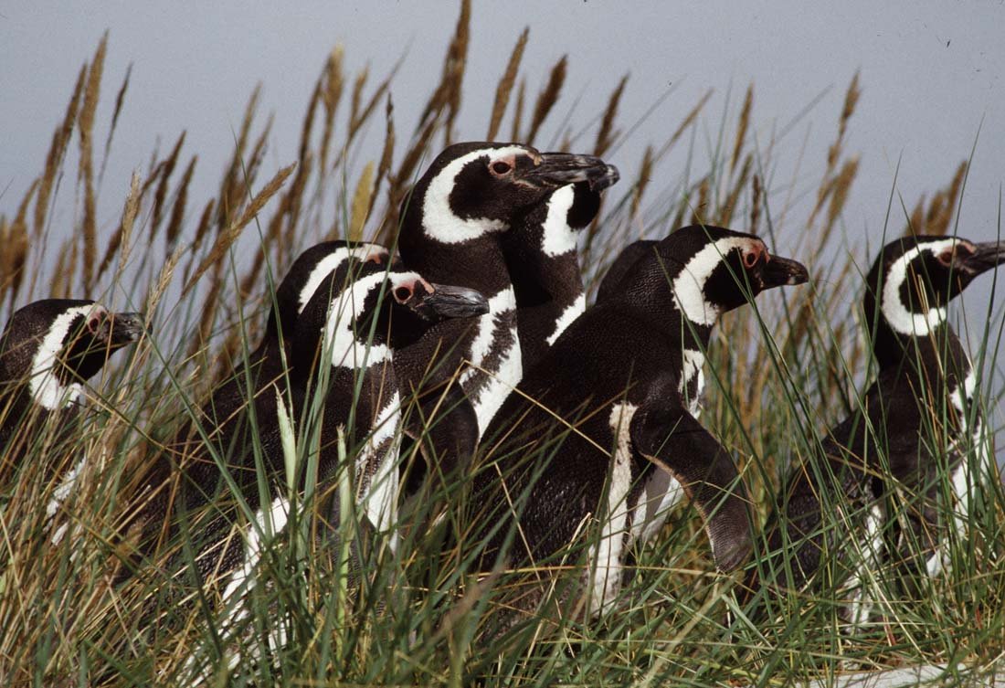 MAGELLANIC PENGUIN: Spheniscus magellanicus, South America & Islands. This is a unique, original, one-of-a-kind photograph. It is printed from a negative from the Roger Tory Peterson Estate taken by Roger Tory Peterson h