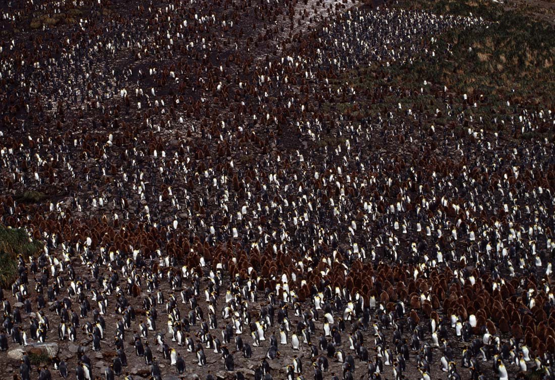 KING PENGUIN: Aptenodytes patagonicus, South Georgia and Falkland Islands. This is a unique, original, one-of-a-kind photograph. It is printed from a negative from the Roger Tory Peterson Estate taken by Roger Tory