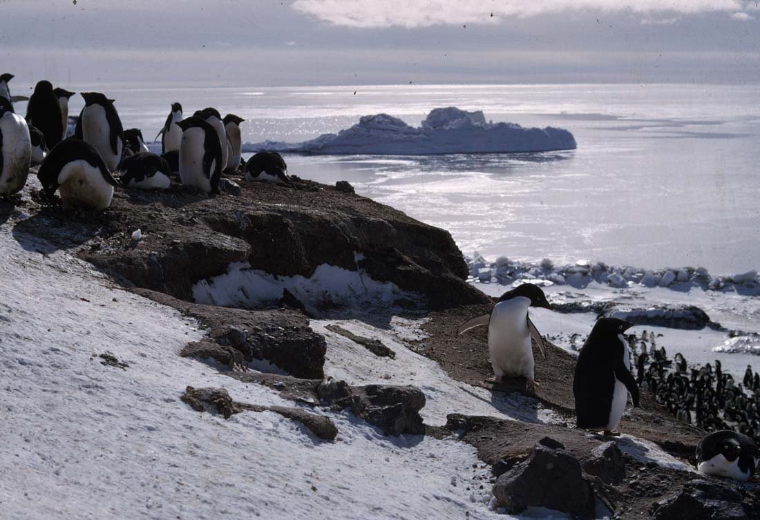 ADELIE PENGUIN: Pygoscelis adeliae, Antarctic. This is a unique, original, one-of-a-kind photograph. It is printed from a negative from the Roger Tory Peterson Estate taken by Roger Tory Peterson himself, bears the E