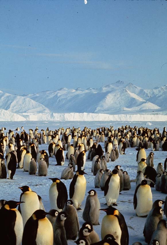 EMPEROR PENGUIN: Aptenodytes forsteri, Antarctic. This is a unique, original, one-of-a-kind photograph. It is printed from a negative from the Roger Tory Peterson Estate taken by Roger Tory Peterson himself, bears the