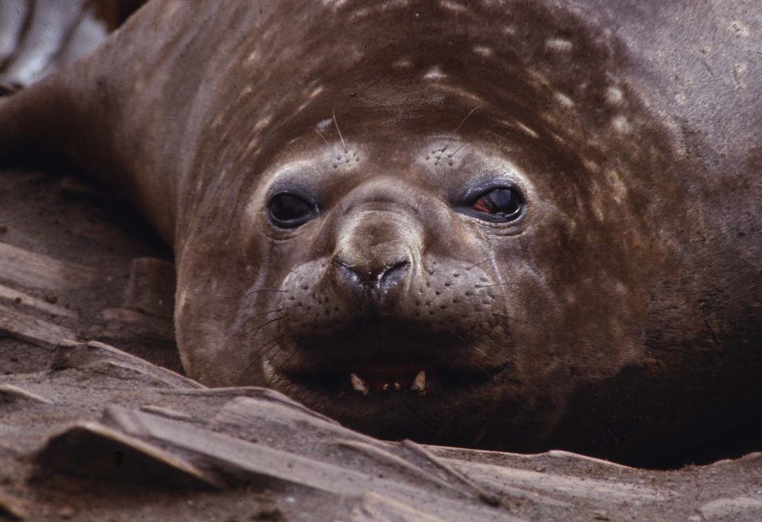 ELEPHANT SEAL: Mirounga augustiro. This is a unique, original, one-of-a-kind photograph. It is printed from a negative from the Roger Tory Peterson Estate taken by Roger Tory Peterson himself, bears the Estate stamp