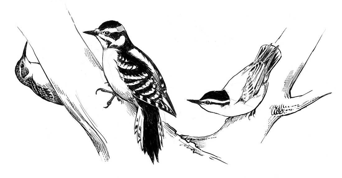 Drawings from Eastern Field Guide, 1980: Ink, pencil and gouache on board and paper with overlay, seven works: Field Guide to Eastern Birds, 1980. 5 x 6 to 6.5 x 11 inches. Provenance: Estate of Roger Tory Peterson and Virginia Marie Peterso