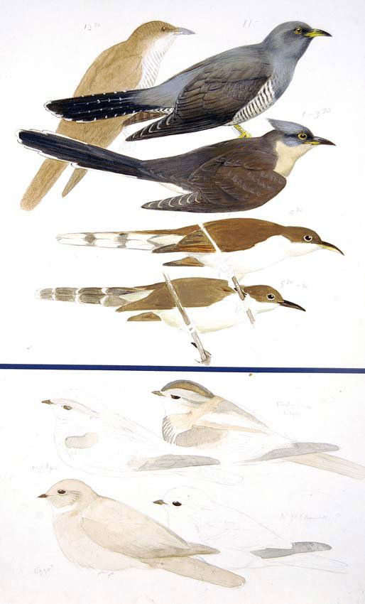 Unknown, Possibly Thrasher or Flycatcher: Gouache, watercolor, pencil and ink on board with overlay, preliminary unused study possibly for Field Guide to Eastern Birds, 1980 or Field Guide to Western Birds, 1990. 16 x 10.5 inches. Provenance: