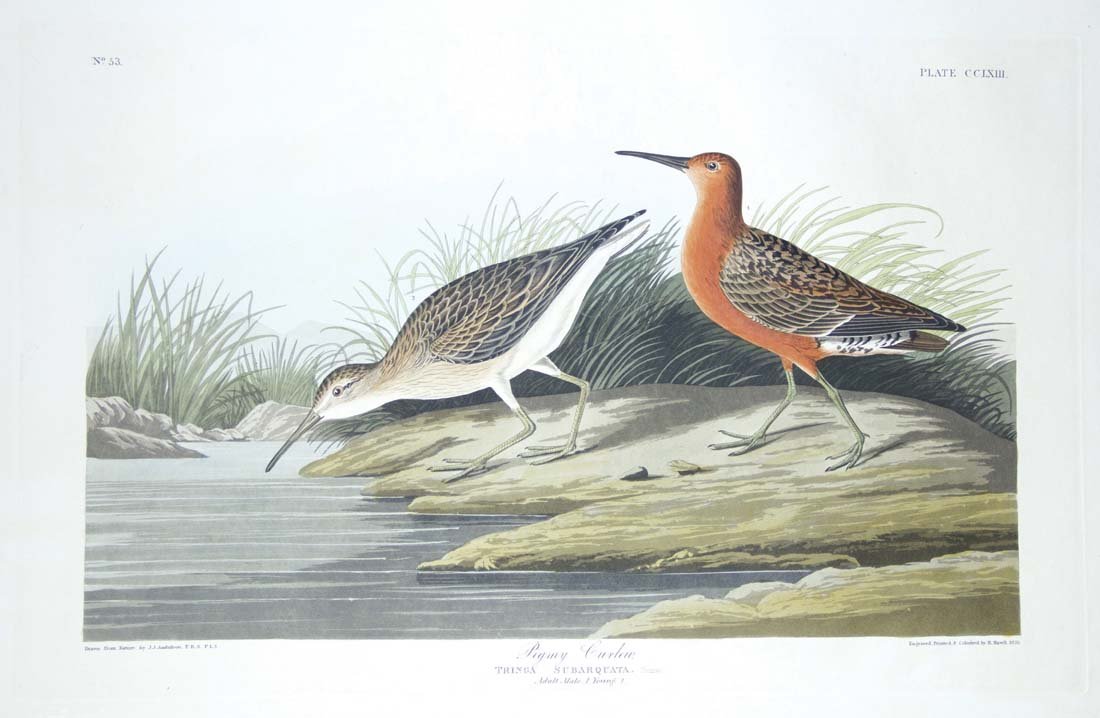 John James Audubon, Plate 263: Pigmy Curlew: Pigmy Curlew. Aquatint from "The Birds of America," First edition engraving with original hand-color. Published in London between 1827 and 1838 by Robert Havell. Approximately 39 x 26 1/2" with full m