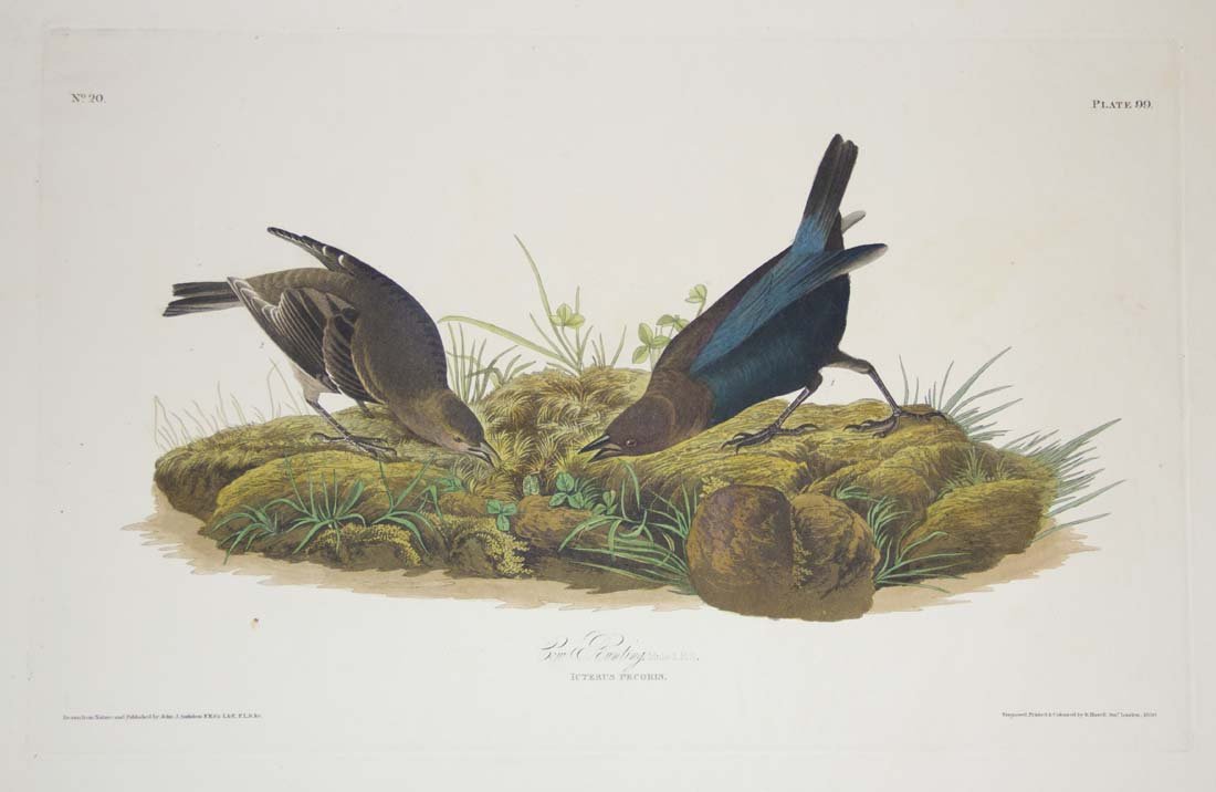 John James Audubon, Plate 99: Cow Bunting: Cow Bunting. Aquatint from "The Birds of America,"First edition engraving with original hand-color. Published in London between 1827 and 1838 by Robert Havell. Approximately 39 x 26 1/2"with full marg