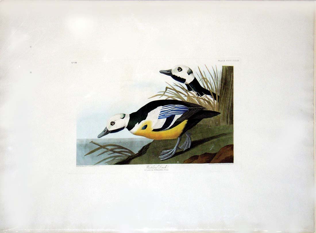 John James Audubon, Plate 429: Western Duck: Western Duck. Aquatint from "The Birds of America,"First edition engraving with original hand-color. Published in London between 1827 and 1838 by Robert Havell. Approximately 39 x 26 1/2"with full mar