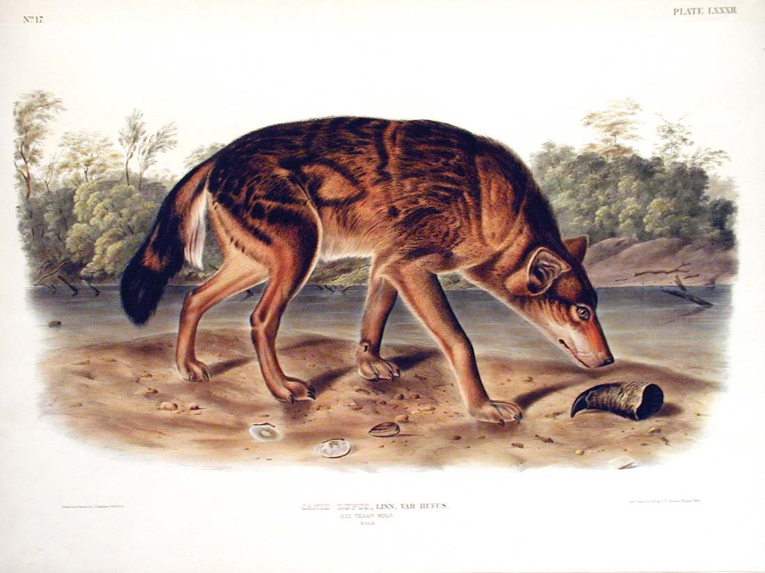 John James Audubon, Plate 82: Red Texan Wolf: Red Texan Wolf. From Audubon's Viviparous Quadrupeds of North America. Hand colored lithographs. Imperial Folio. Published in Philadelphia between 1839 and 1844 by J.T. Bowen. Originally issued in 30 