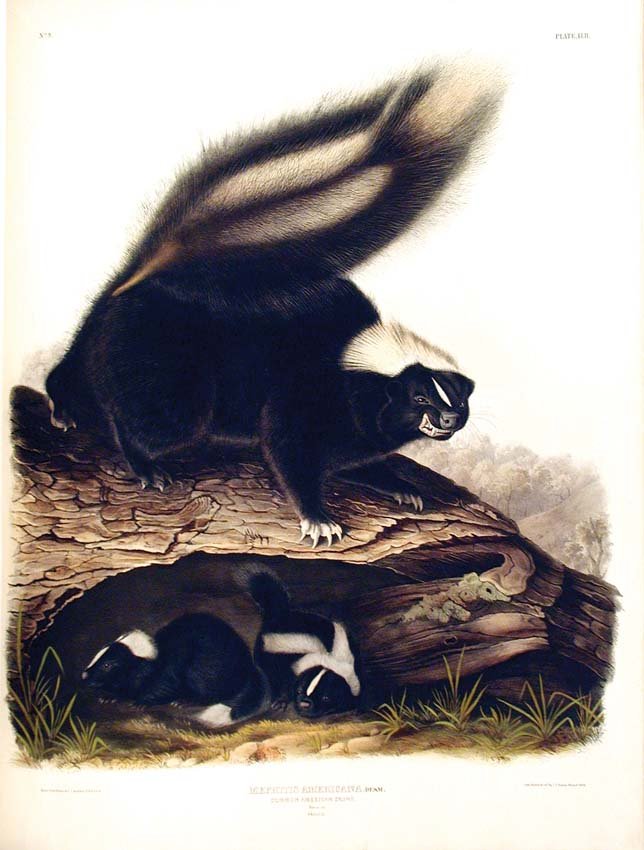 John James Audubon, Plate 42: Common American Skun: Common American Skunk. From Audubon's Viviparous Quadrupeds of North America. Hand colored lithographs. Imperial Folio. Published in Philadelphia between 1839 and 1844 by J.T. Bowen. Originally issued