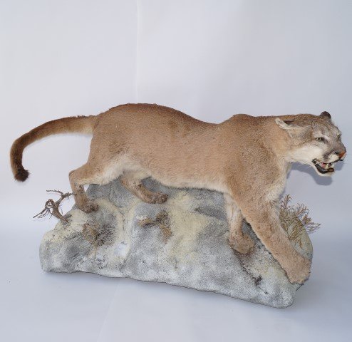 Mounted Mountain Lion Specimen: 61"L. 36"H. x 23"W