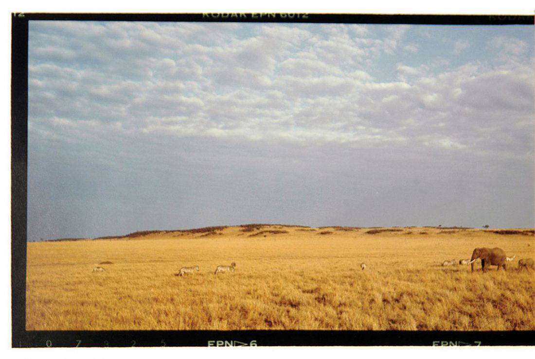 Elephant with Zebra: Color, c. 1987. Double print. Right half of double-print signed in ink by Neil Leifer. Combined image size 20.5 x 16in., each print on 16 x 20in. paper. The photographs in this auction have been exami