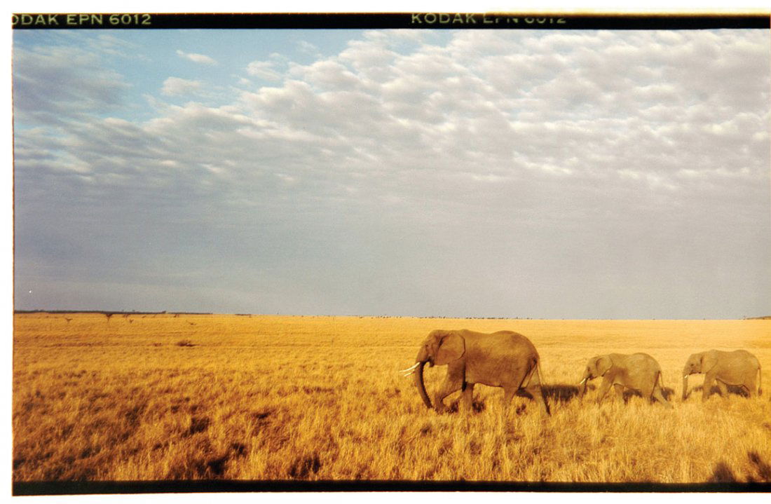 Elephants: Color, c. 1987. Double print. Right half of double-print signed in ink by Neil Leifer. Combined image size 20.5 x 16in.; each print on 16 x 20in. paper. The photographs in this auction have been exami