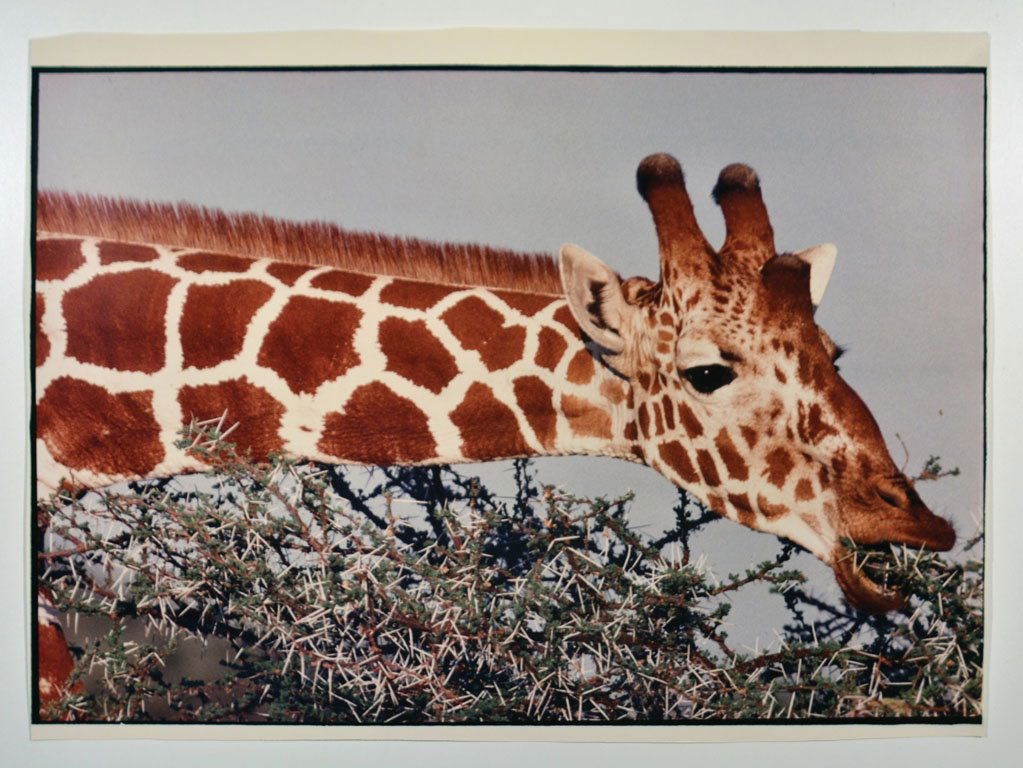 Giraffe: Color, 1986. Rothschild's reticulated giraffe. Signed in ink on verso by Neil Leifer. 25 x 18.5in. The photographs in this auction have been examined by an expert, whose opinions pertaining to the age