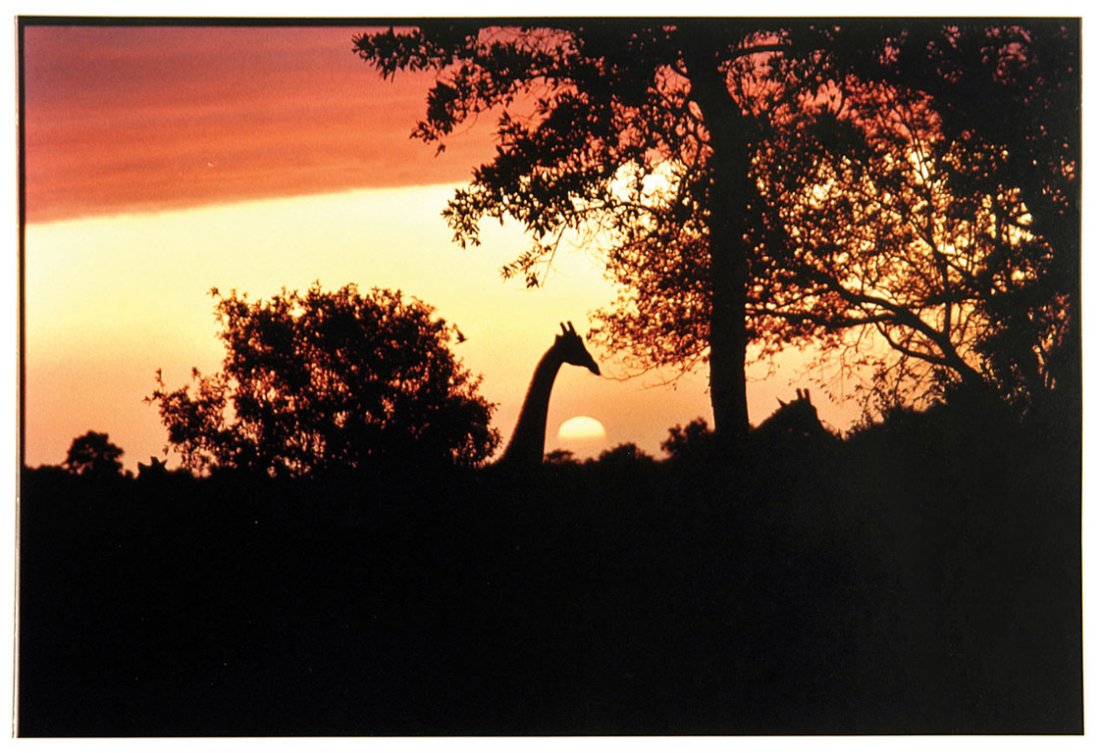 Giraffes at Sunset (1 of 1)