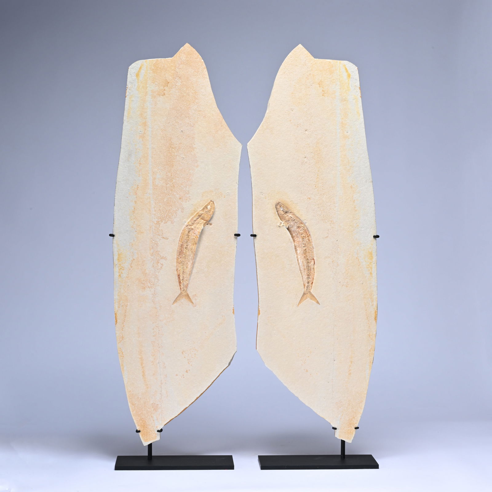 Fossil fish, Thrissops sp., Jurassic period (154 million years ago), Solnhofen, Germany: Fossil fish, Thrissops sp., Jurassic period (154 million years ago), Solnhofen, GermanyFossiele vis, Thrissops sp., Jura periode (154 miljoen jaar geleden), Solnhofen, DuitslandH 100 cm The lithograph