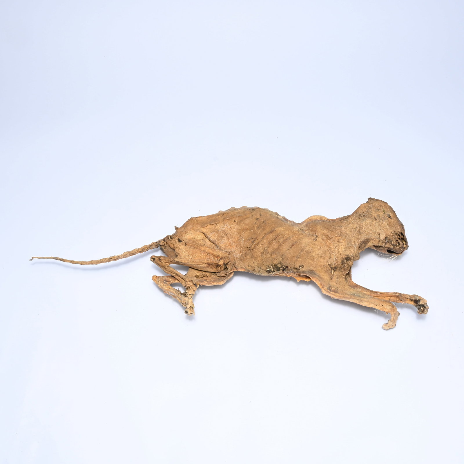 Mummified cat. This cat was walled up alive as a building offering approximately 200 to 300 years (1 of 5)