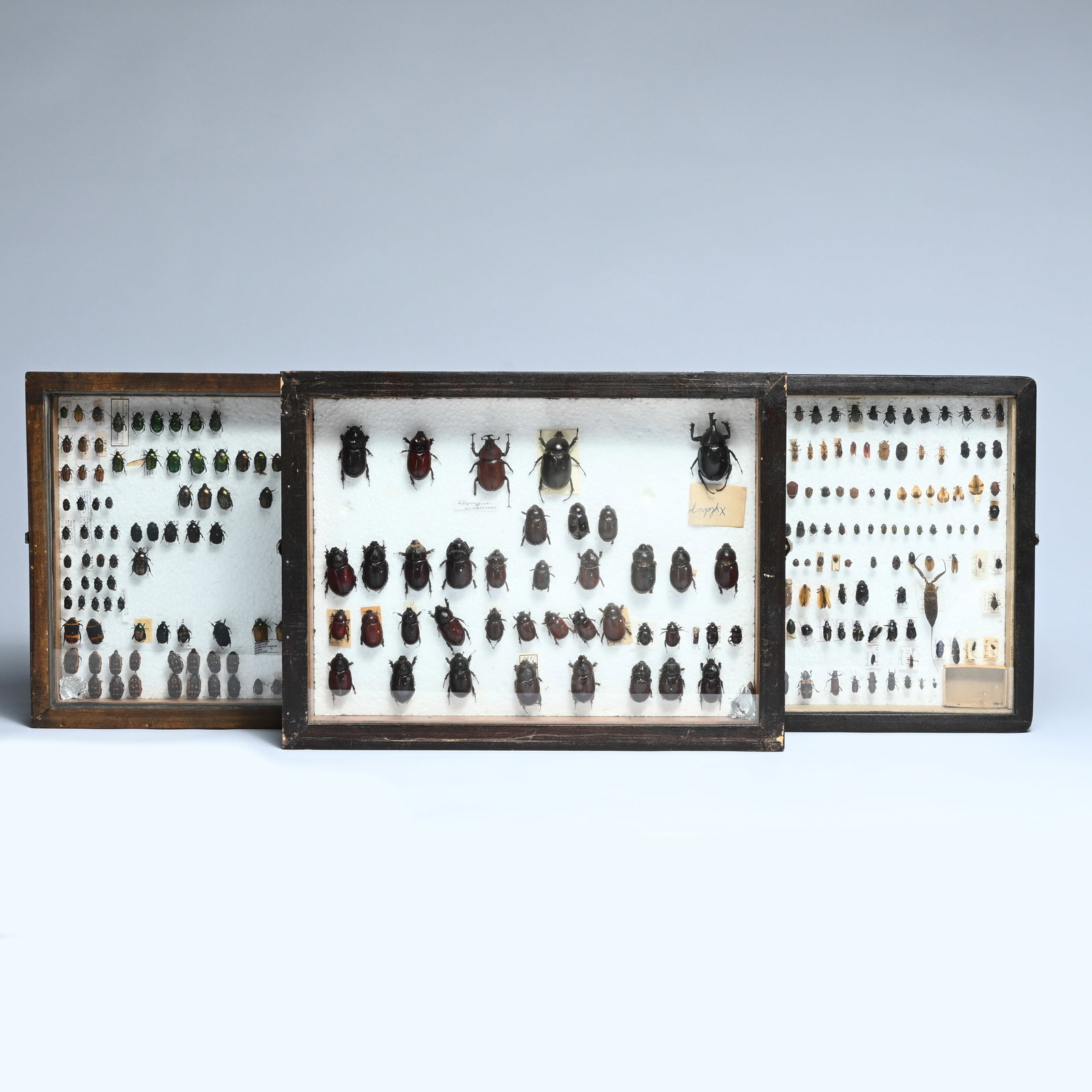 Three entomological display cases with various mounted insects, mainly beetles (1 of 5)