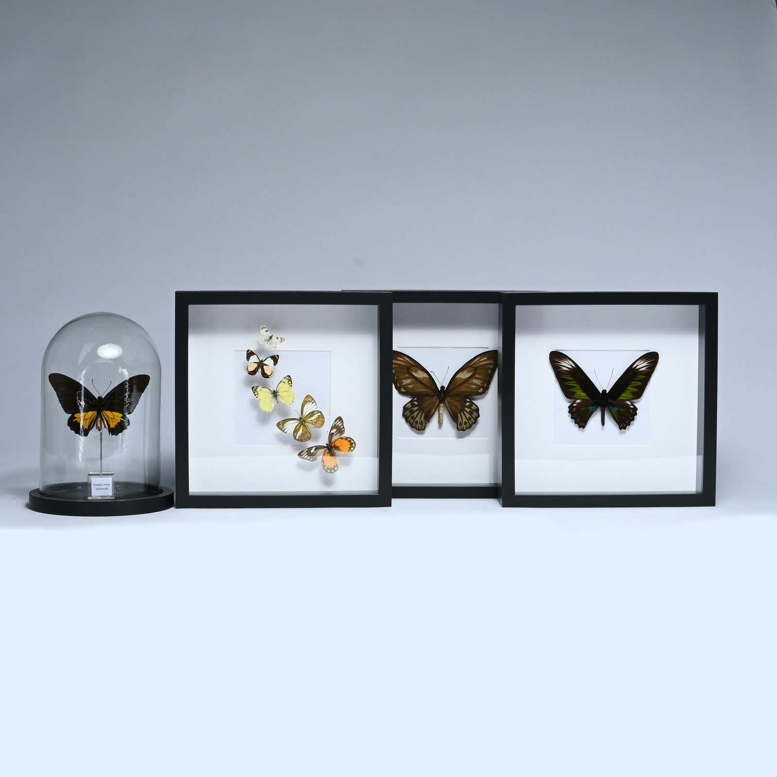Collection of small entomological display cases with various mounted butterflies and one under a (1 of 5)