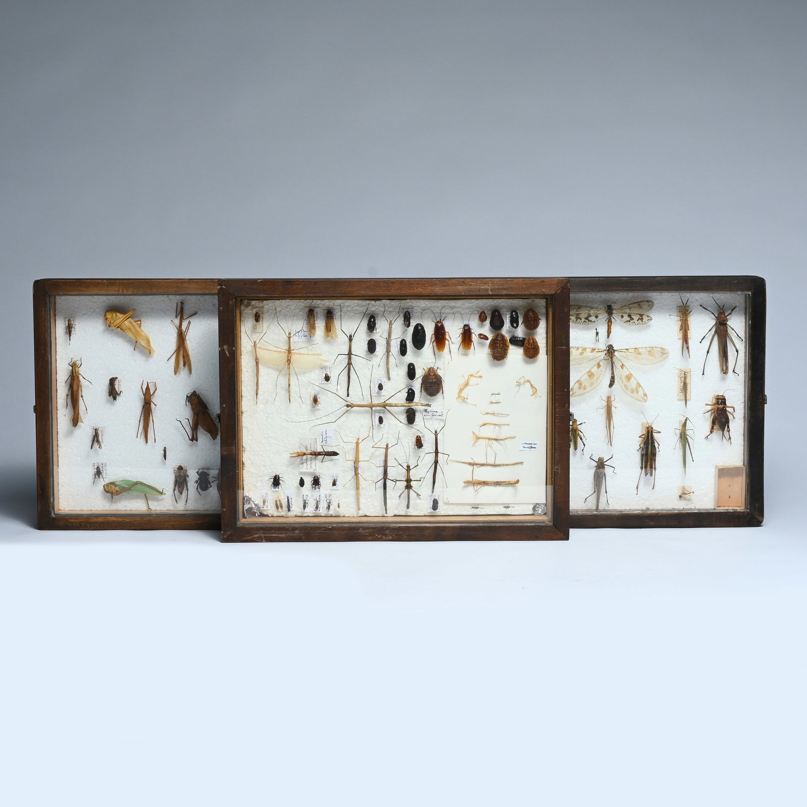 Three entomological display cases with various mounted insects, including stick insects, (1 of 11)