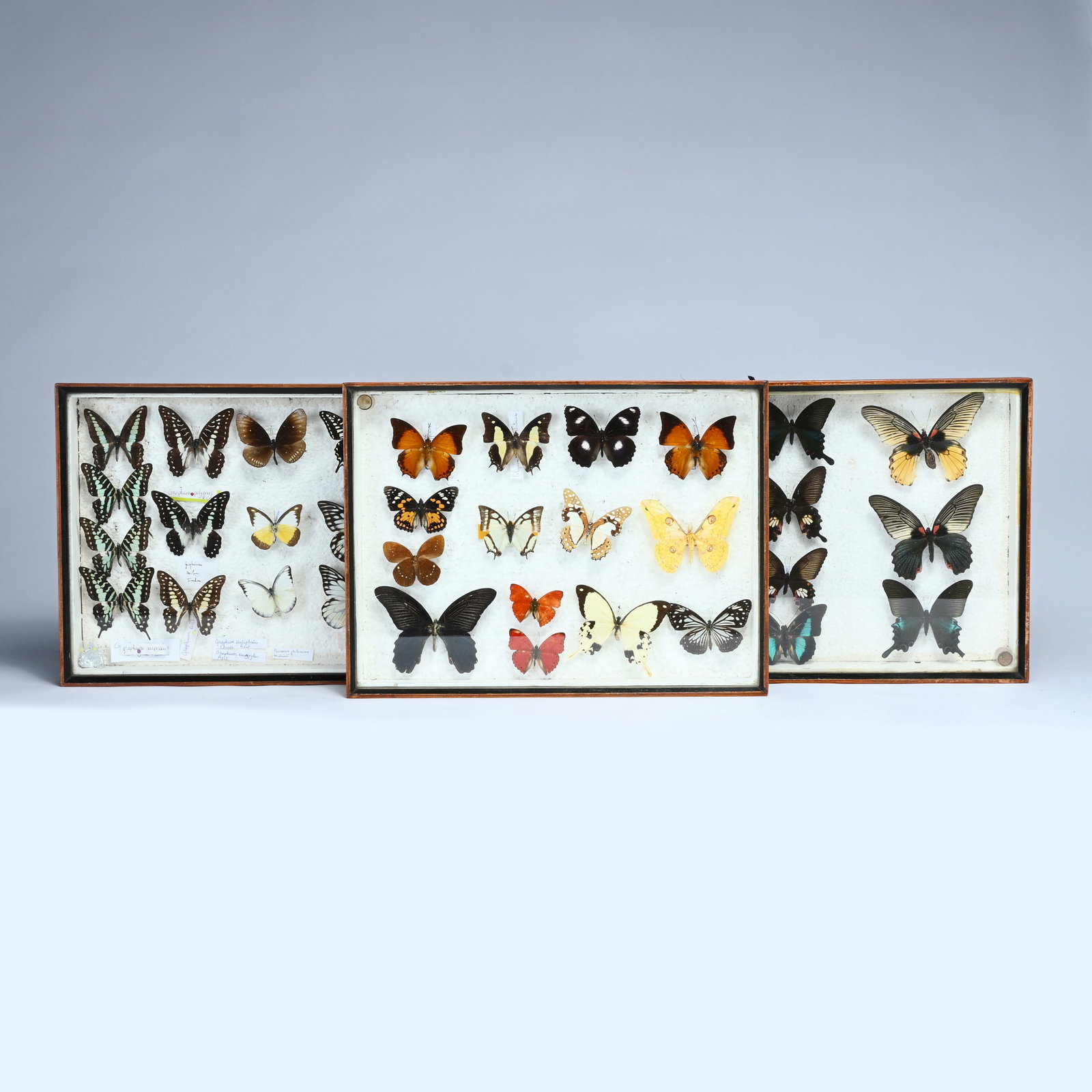 Three entomological display cases with a varied collection of mounted butterflies (Lepidoptera), (1 of 10)