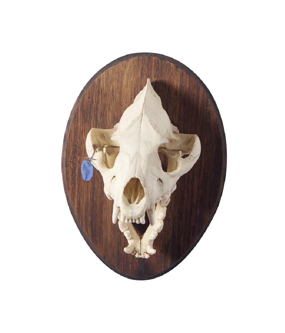 Skull Mount Hiena, troféu de caça (1 of 1)