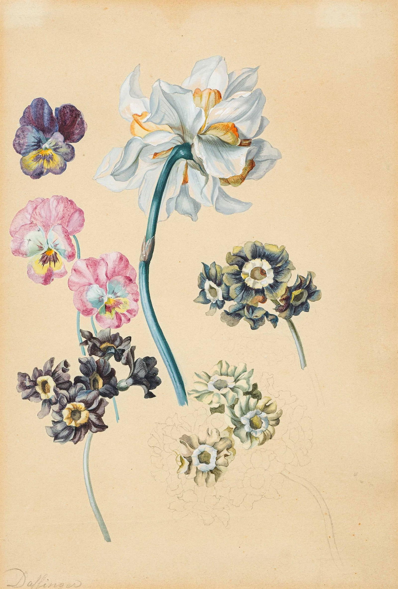 Moritz Michael Daffinger: Blumenstudie mit Narzisse, Primeln und Hornveilchen: Moritz Michael Daffinger Blumenstudie mit Narzisse, Primeln und Hornveilchen Bleistift und Aquarell auf Papier; gerahmt 32,5 x 22,5 cm (Passep.-Ausschnitt) Signiert links unten: Daffinger