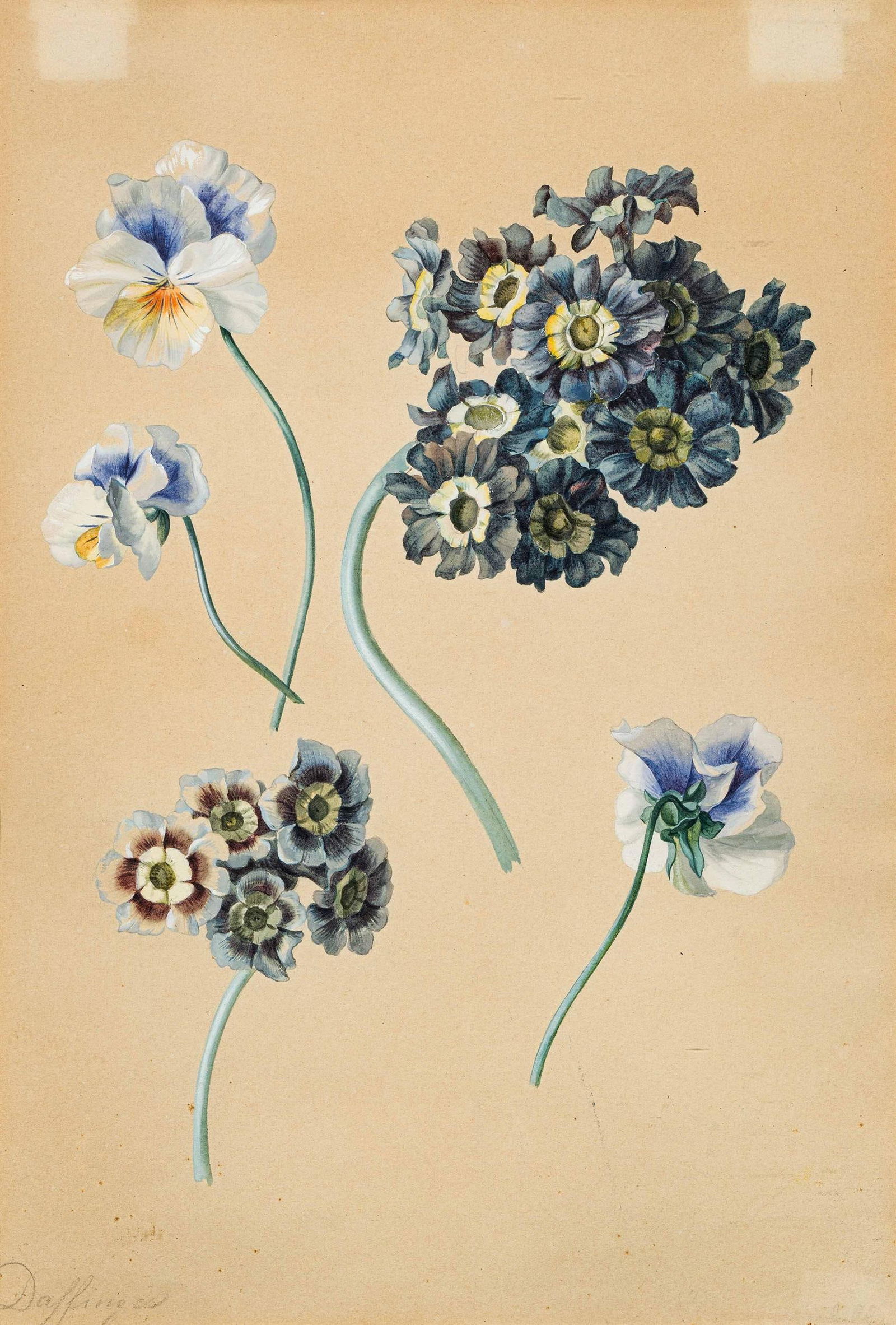 Moritz Michael Daffinger: Blumenstudie mit Primeln und Hornveilchen: Moritz Michael Daffinger Blumenstudie mit Primeln und Hornveilchen Bleistift und Aquarell auf Papier; gerahmt 32,5 x 22,5 cm (Passep.-Ausschnitt) Signiert links unten: Daffinger Privatbesitz,