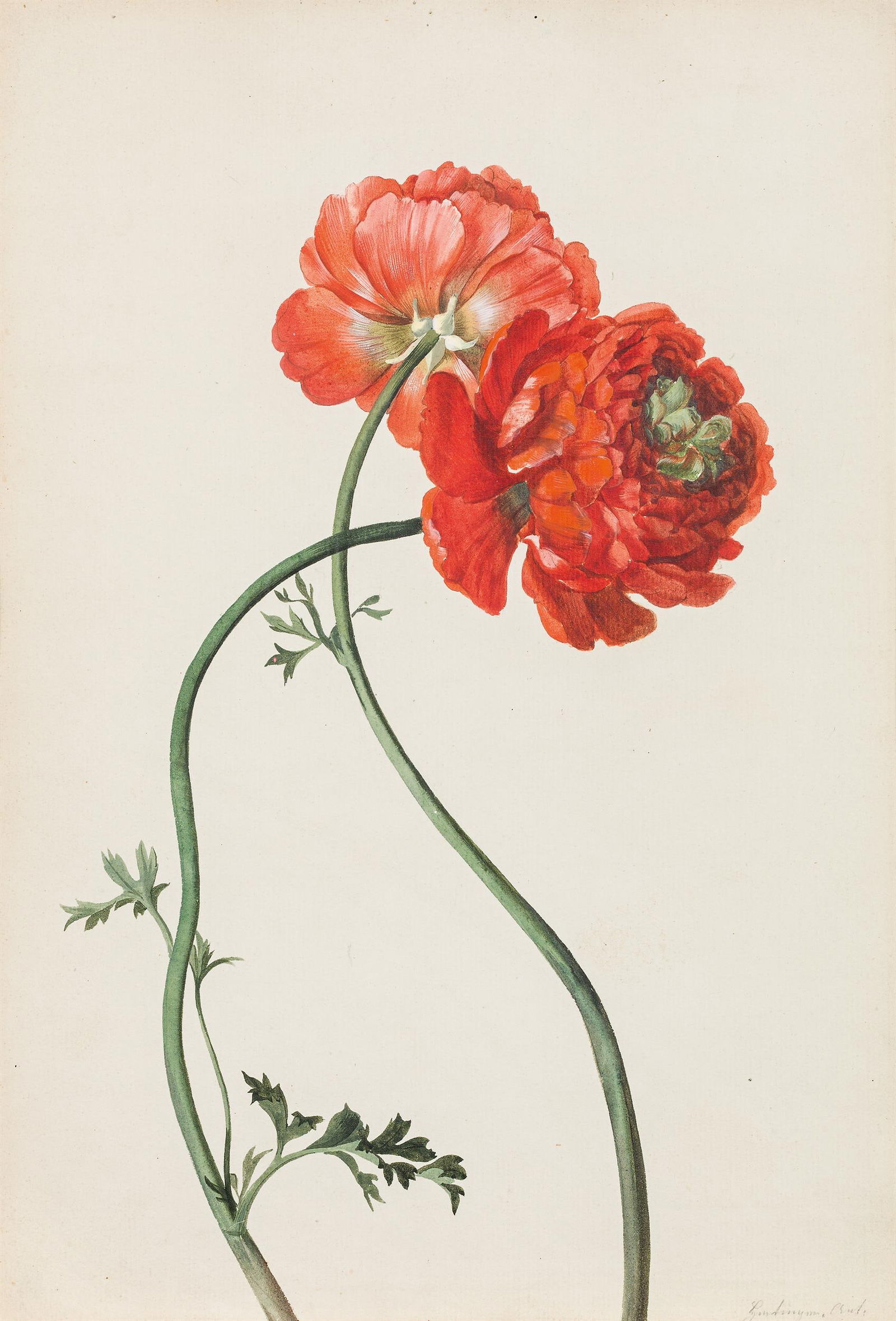 Anton Hartinger: Rote Ranunkeln: Anton Hartinger Rote Ranunkeln Aquarell auf Papier; gerahmt 33,5 x 23 cm (Passep.-Ausschnitt) Signiert rechts unten: Hartinger. Ant. Dorotheum Wien, 28.10.1993, Nr. 537; Privatsammlung Wien;