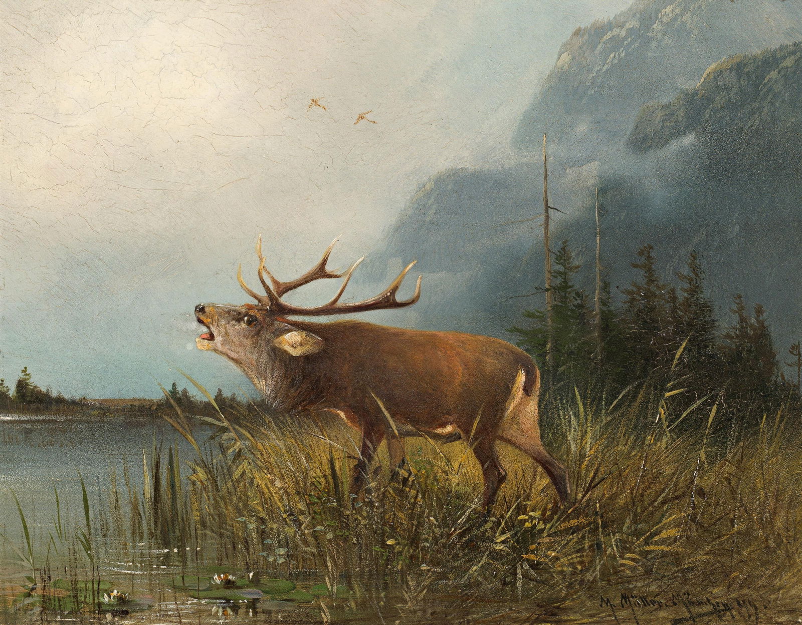 Moritz Müller d. J.: Röhrender Hirsch: Moritz Müller d. J. Röhrender Hirsch 1899 Öl auf Holz; gerahmt 21 x 27 cm Signiert, bezeichnet und datiert rechts unten: M. Müller. München. (18)99.; rückseitig auf