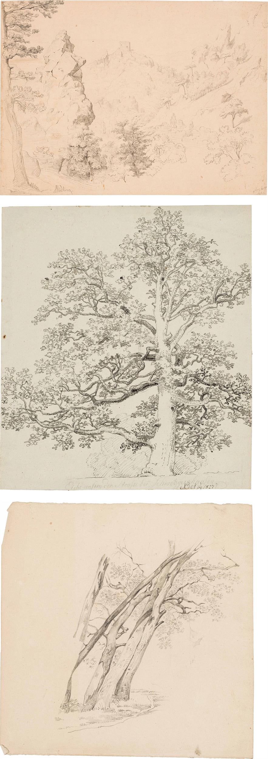 Franz Rechberger u.a.: "Eiche", "Baumskizze", "Burgruine Mödling" (Konvolut 3 Stück): Franz Rechberger u.a. "Eiche", "Baumskizze", "Burgruine Mödling" (Konvolut 3 Stück) 1827/1842 Bleistift auf Papier; Bleistift und Tusche auf Papier; ungerahmt 29 x 25,7 cm; 21 x 21 cm; 23 x