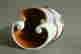 item-75248187=5