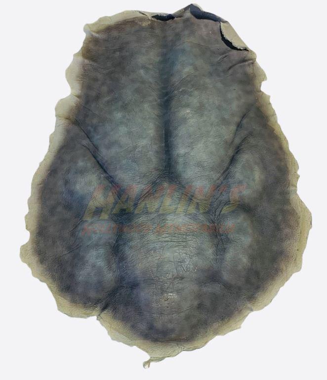 Underworld: Evolution (2006) - "Michael" (Scott: Underworld: Evolution (2006) - "Michael" (Scott Speedman) Skin Back Prosthetic. Original skin back prosthetic made for "Michael", played by Scott Speedman in the action horror film Underworld: Evoluti