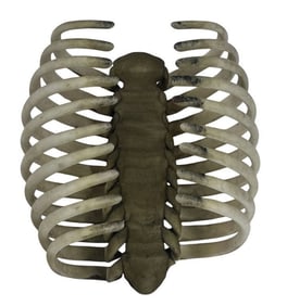 Ant-Man and the Wasp: Quantumania (2023) - Bill Murray Table Decoration Rib Cage