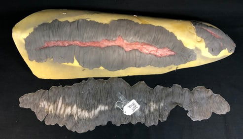 Dolphin Tale 2 (2014) - Hope's Special Effects Burn Prosthetic (3 Pieces)