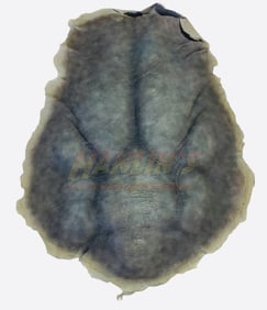 Underworld: Evolution (2006) - "Michael" (Scott Speedman) Skin Back Prosthetic