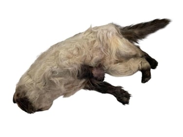 Meet the Parents (2000) - Mr. Jinx Stunt Cat 28" long