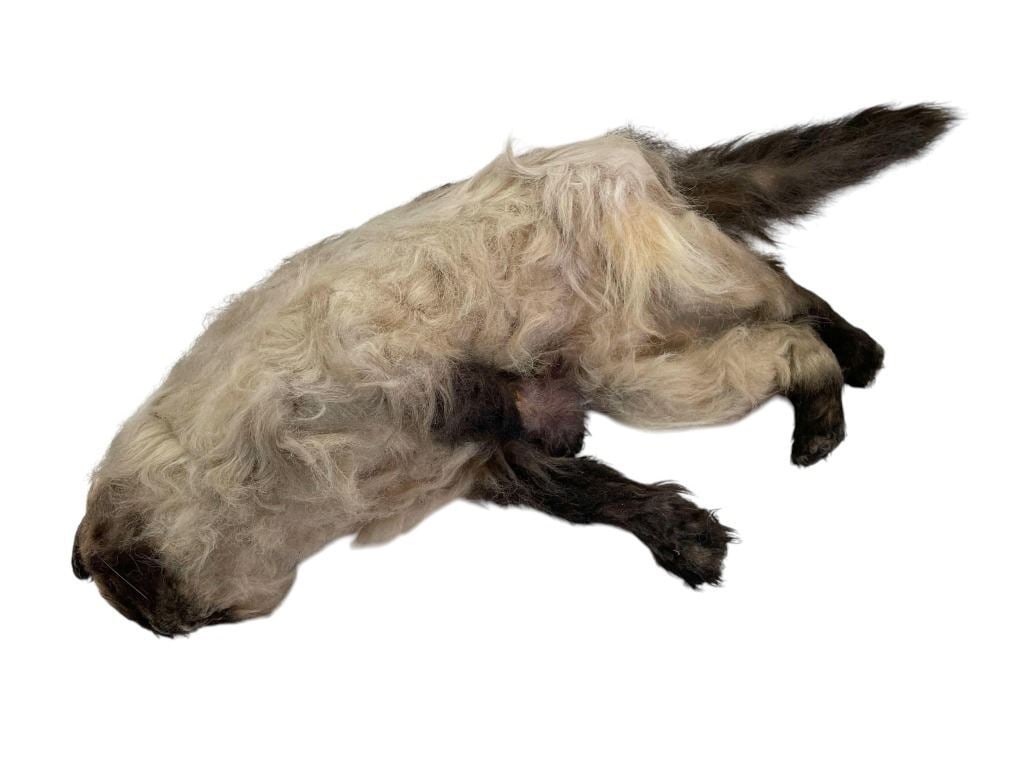 Meet the Parents (2000) - Mr. Jinx Stunt Cat 28" long (1 of 7)