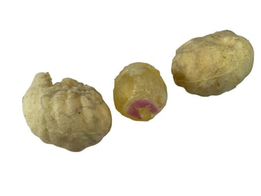Alien: Covenant (2017) - Alien Egg Pods (Unfinished)
