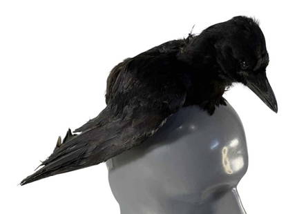 The Lone Ranger (2013) - Johnny Depp Head Crow: The Lone Ranger (2013) - Johnny Depp Crow Headdress.Original crow headdress worn on top of Johnny Depp's head in the production of the Western action film 'The Lone Ranger' (2013), starring Johnny Dep