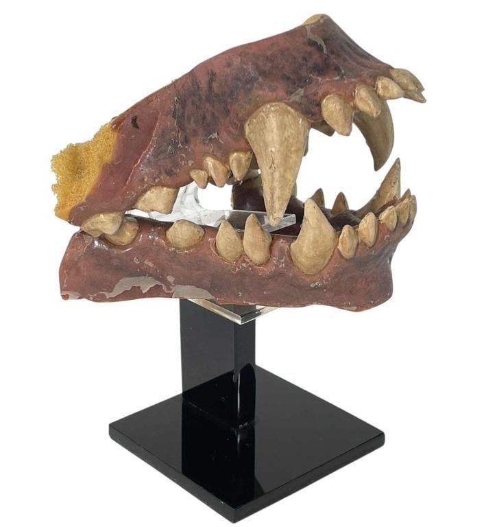 An American Werewolf in London (1981) - Werewolf Teeth: An American Werewolf in London (1981) - Teeth.Made of foam and rubber.Original werewolf teeth from the production of the 'An American Werewolf in London (1981),